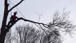 O2 L Arbre Grimpeur Hiver Rétention