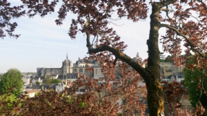 Hêtre Pourpre Entretien